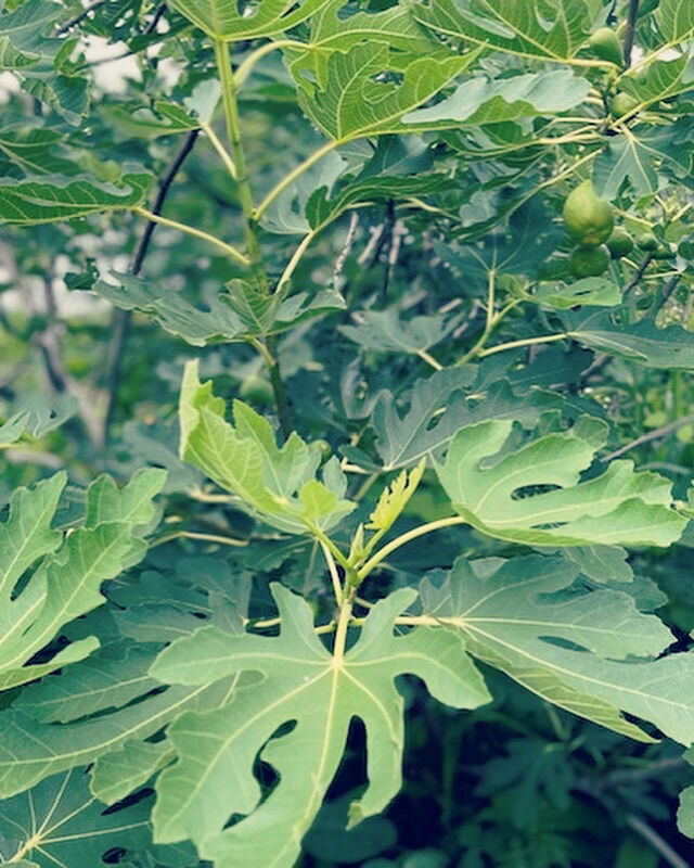 Gurun🌸Garden